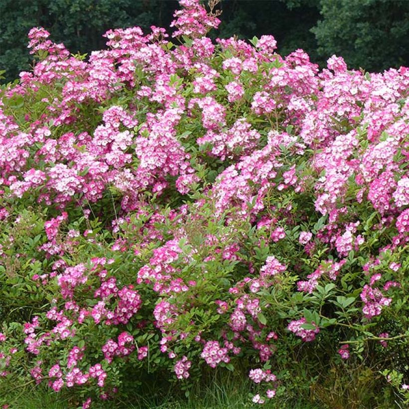 Rosa moschata Mozart - Musk Rose (Plant habit)