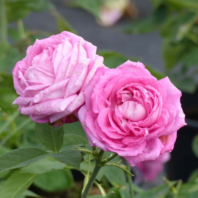 Rosa Mrs John Laing (Flowering)
