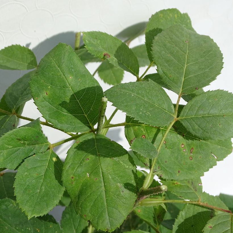 Rosa Mrs John Laing (Foliage)