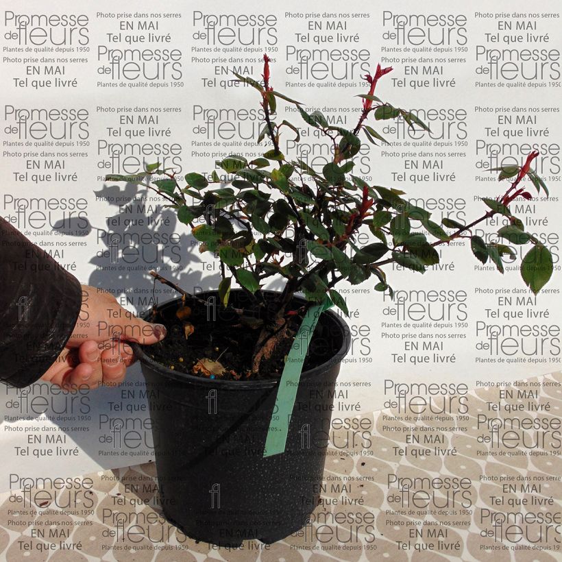 Example of Rosa Mrs Oakley Fisher - Hybrid Tea 4L/5L pot specimen as delivered