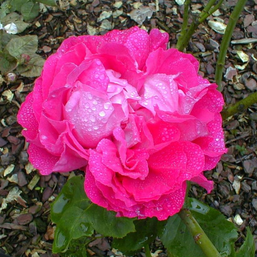Rosa Paul Neyron - Repeat Flowering Rose (Flowering)