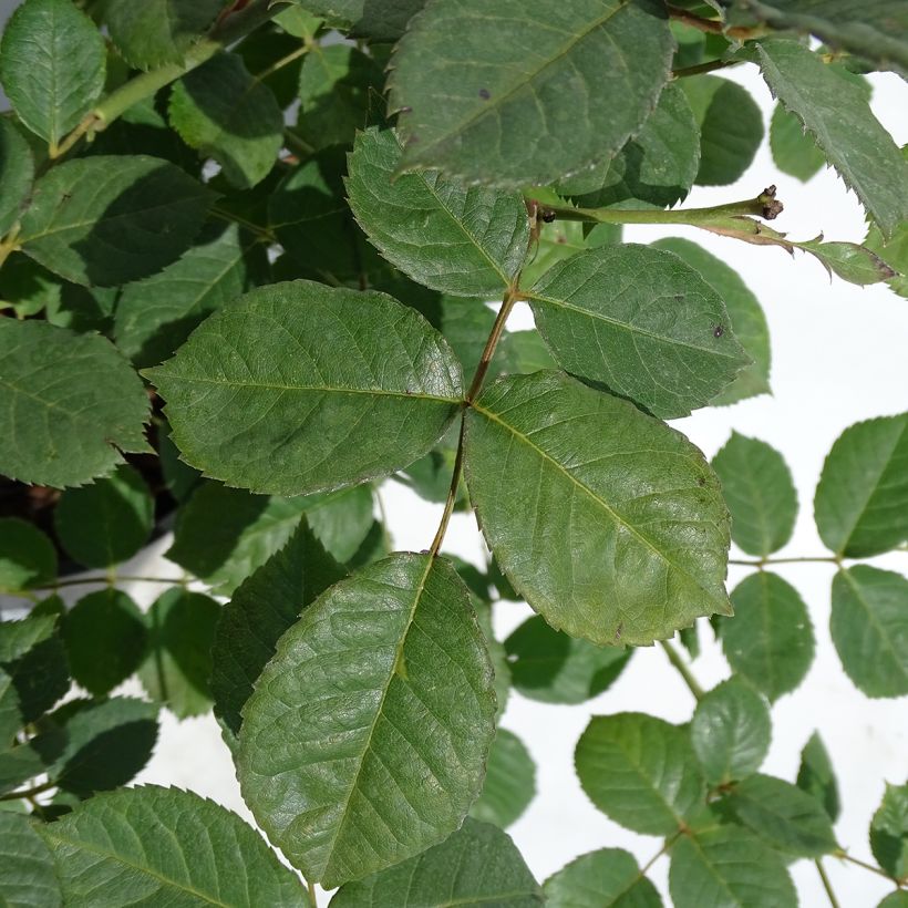 Rosa moschata Penelope - Musk Rose (Foliage)