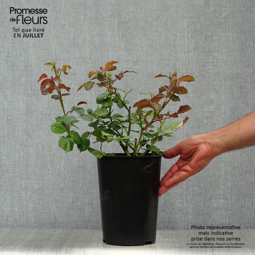 Rosa moschata Penelope - Musk Rose 4L/5L pot sample as delivered in summer