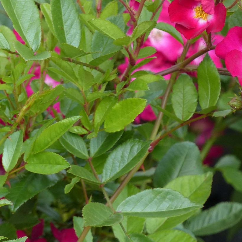 Rosa polyantha Red Ballerina (Foliage)