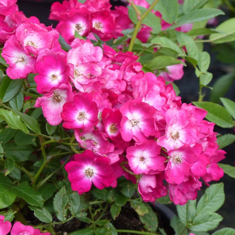 Rosa polyantha Red Ballerina (Flowering)