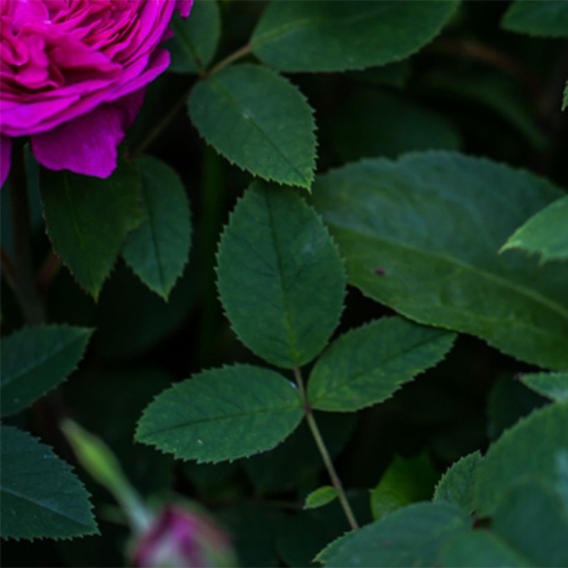 Rosa Reine des Violettes (Foliage)