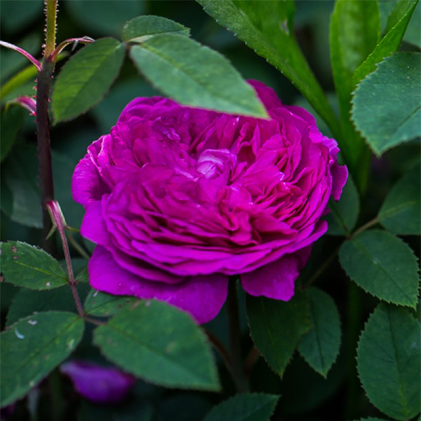 Rosa Reine des Violettes (Flowering)