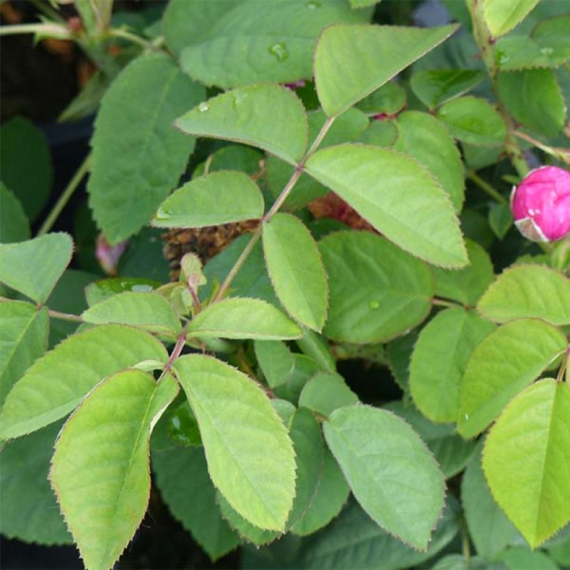 Rosa De Resht - Damask Rose (Foliage)