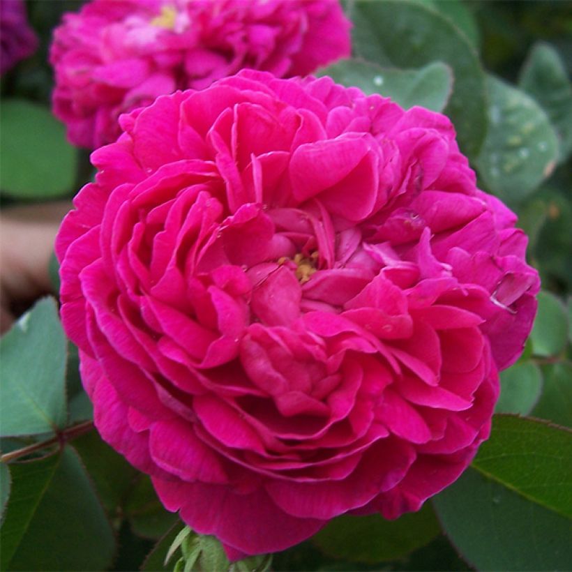 Rosa De Resht - Damask Rose (Flowering)