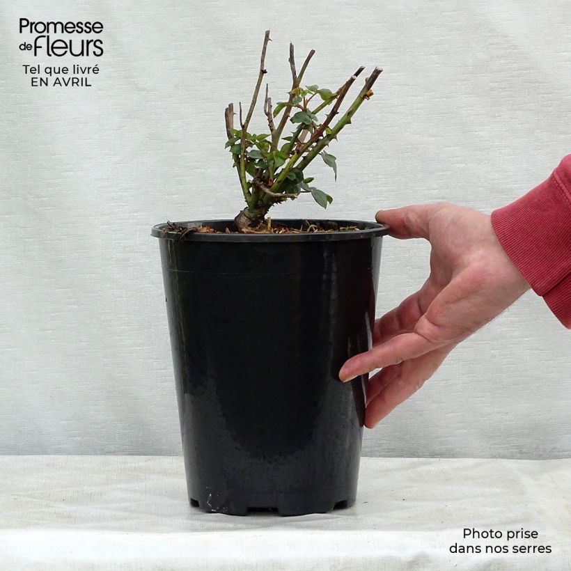 Rosa Souvenir de la Malmaison 4L/5L pot sample as delivered in spring