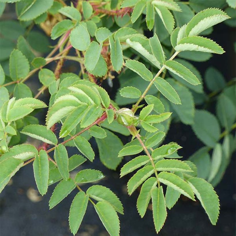 Rosa Stanwell Perpetual (Foliage)