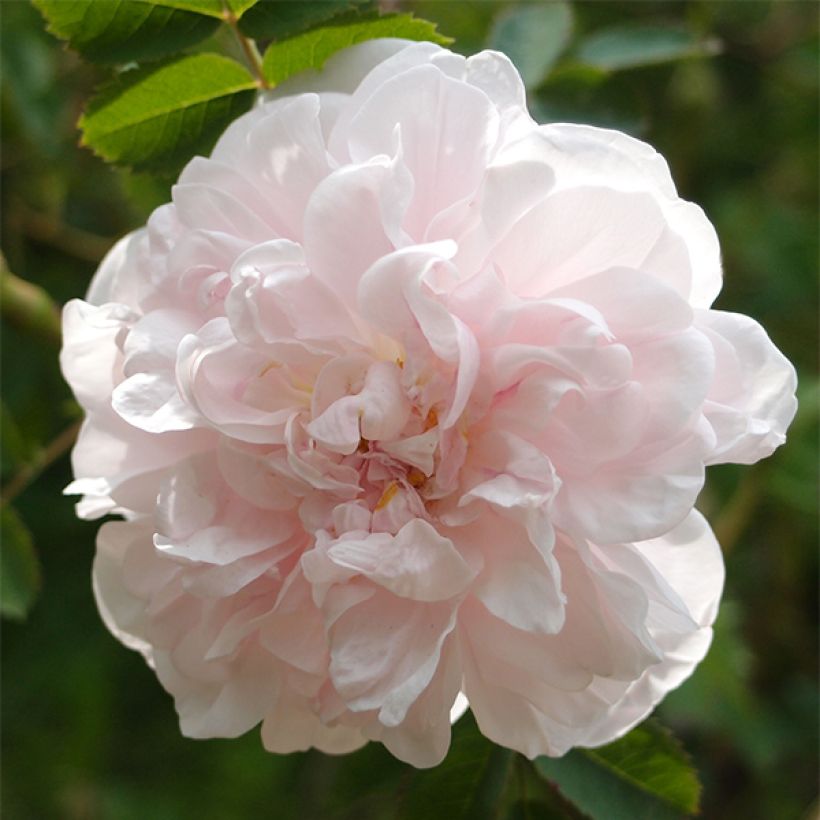 Rosa Stanwell Perpetual (Flowering)
