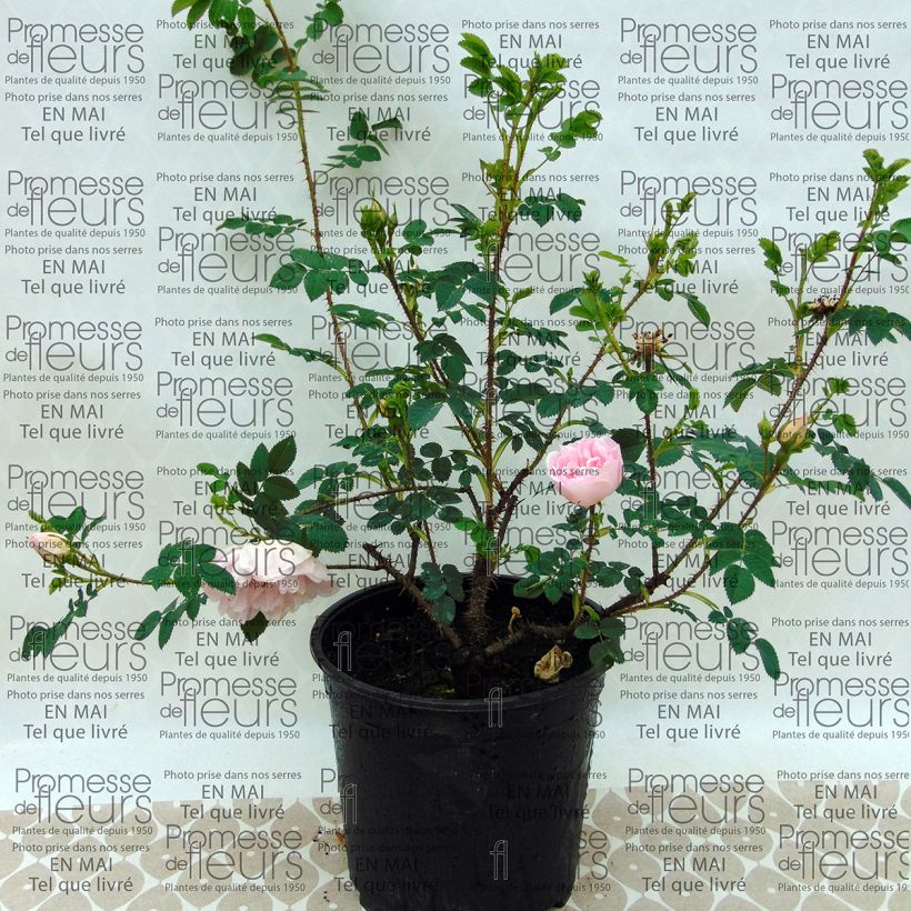 Example of Rosa Stanwell Perpetual 4L/5L pot specimen as delivered