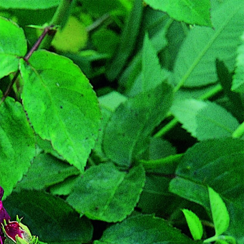 Rosa gallica Tuscany Superb - Gallic Rose (Foliage)