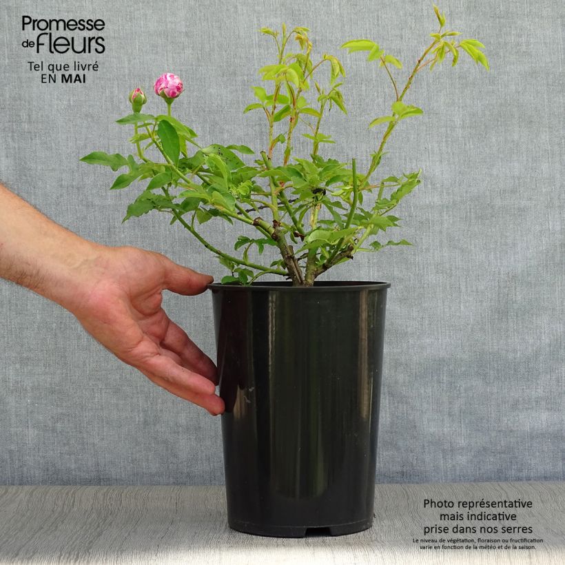 Rosa Bourbon Variegata di Bologna- Bourbon Rose 4L/5L pot sample as delivered in spring