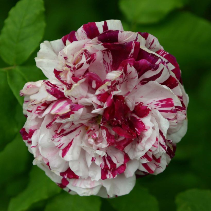 Rosa Bourbon Variegata di Bologna- Bourbon Rose (Flowering)