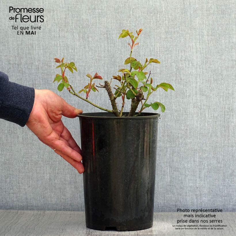 Rosa William Lobb - Moss Rose 4L/5L pot sample as delivered in spring