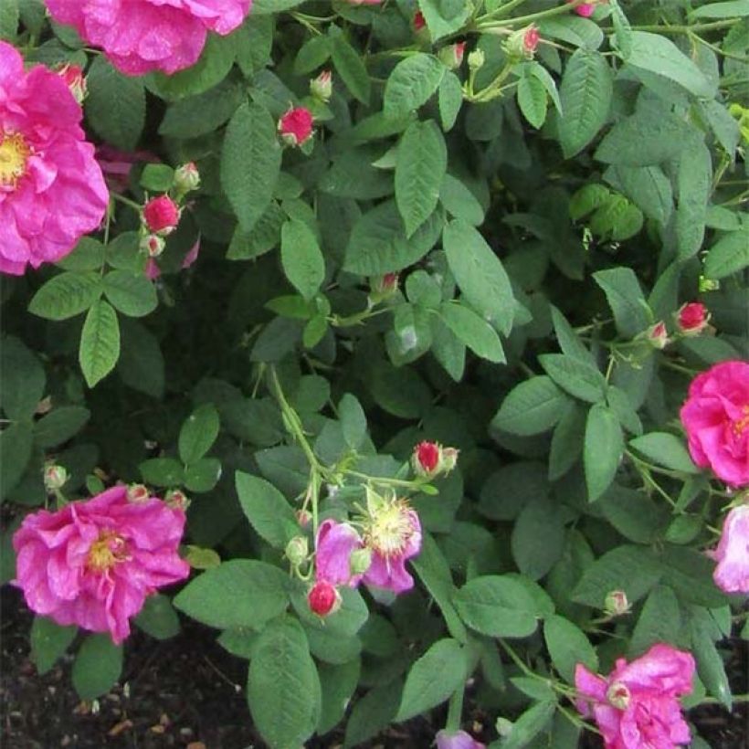 Rosa gallica Officinalis - Old Gallic Rose (Foliage)