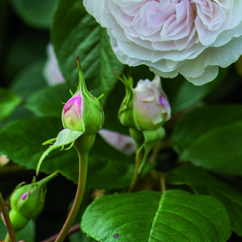 Rosa  Albrighton Rambler 'Ausmobile' (Foliage)