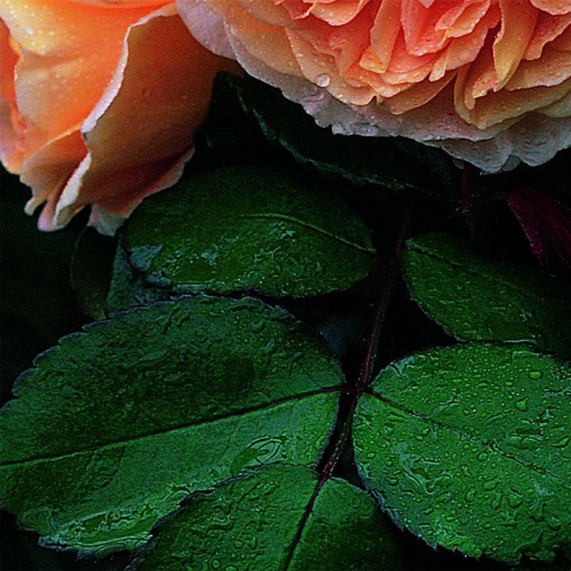 Rosa  Crown Princess Margareta Auswinter (Foliage)