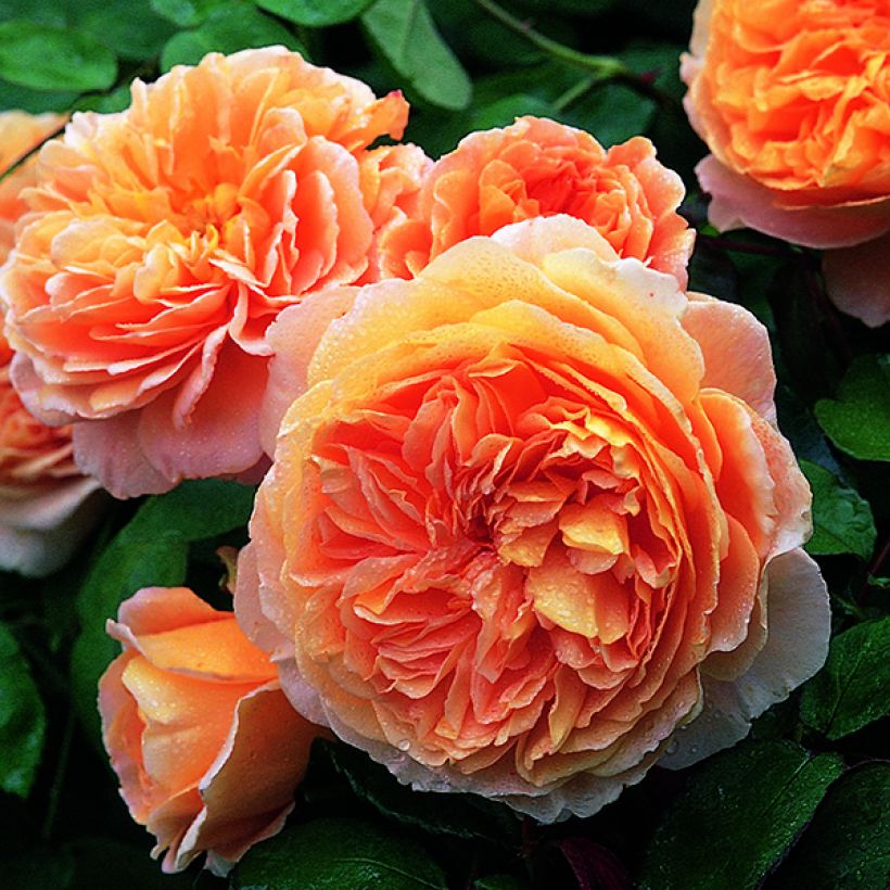 Rosa  Crown Princess Margareta Auswinter (Flowering)