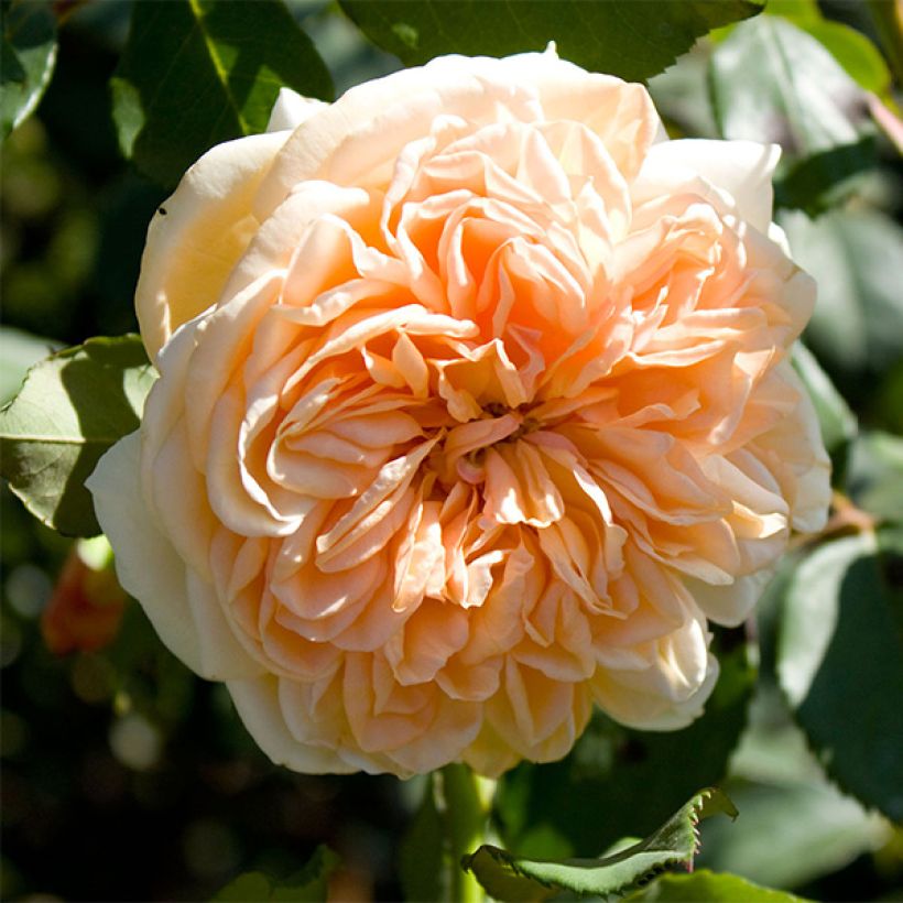Rosa  Port Sunlight - English Shrub Rose (Flowering)