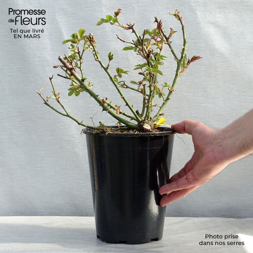 Rosa grandiflora Covent Garden  4L/5L pot sample as delivered in spring