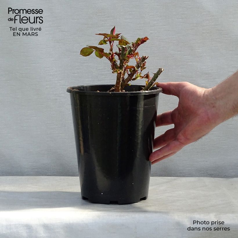 Rosa Doctor Watson   4L/5L pot sample as delivered in winter