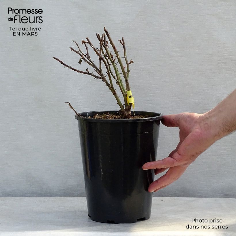 Rosa grandiflora King Arthur   4L/5L pot sample as delivered in spring