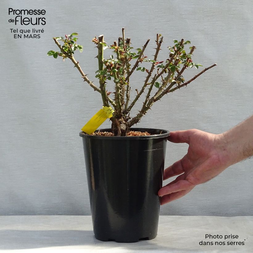 Rosa Sherlock Holmes  4L/5L pot sample as delivered in winter