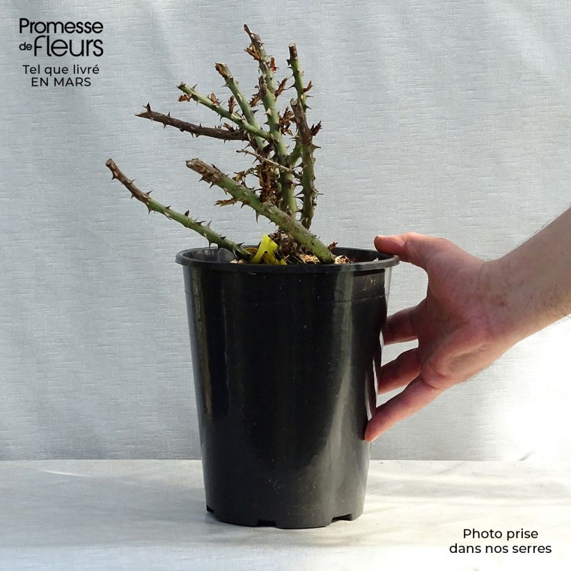 Rosa Sherwood  4L/5L pot sample as delivered in winter