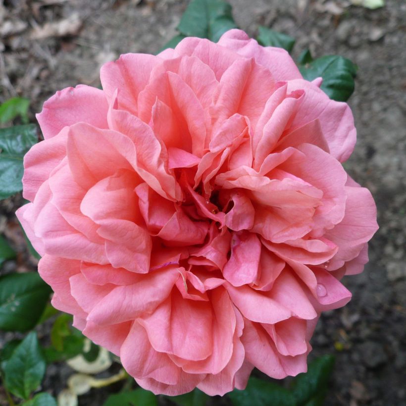 Rosa Sir Lancelot   (Flowering)