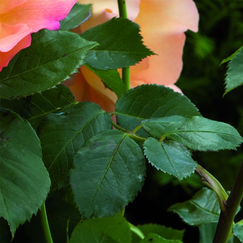 Rosa Fighting Temeraire - English Shrub Rose (Foliage)