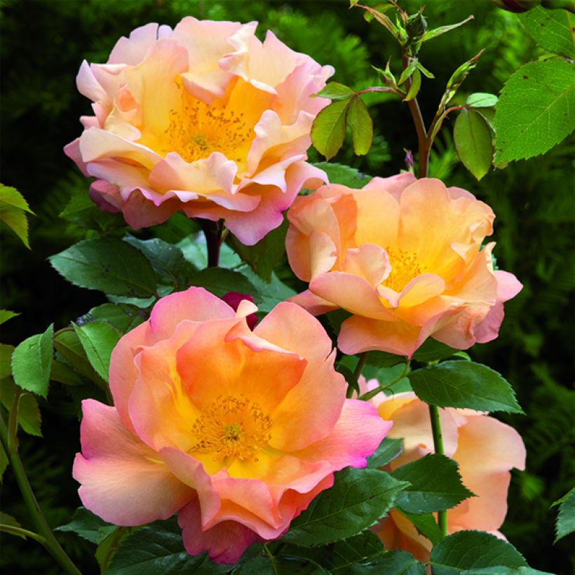 Rosa Fighting Temeraire - English Shrub Rose (Flowering)