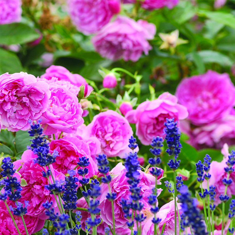 Rosa Harlow Carr - English Shrub Rose (Flowering)