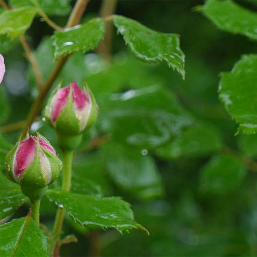 Rosa  Jubilee Celebration Aushunter (Foliage)