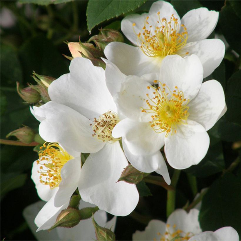 Rosa  Kew Gardens - Hybrid Musk Rose (Flowering)