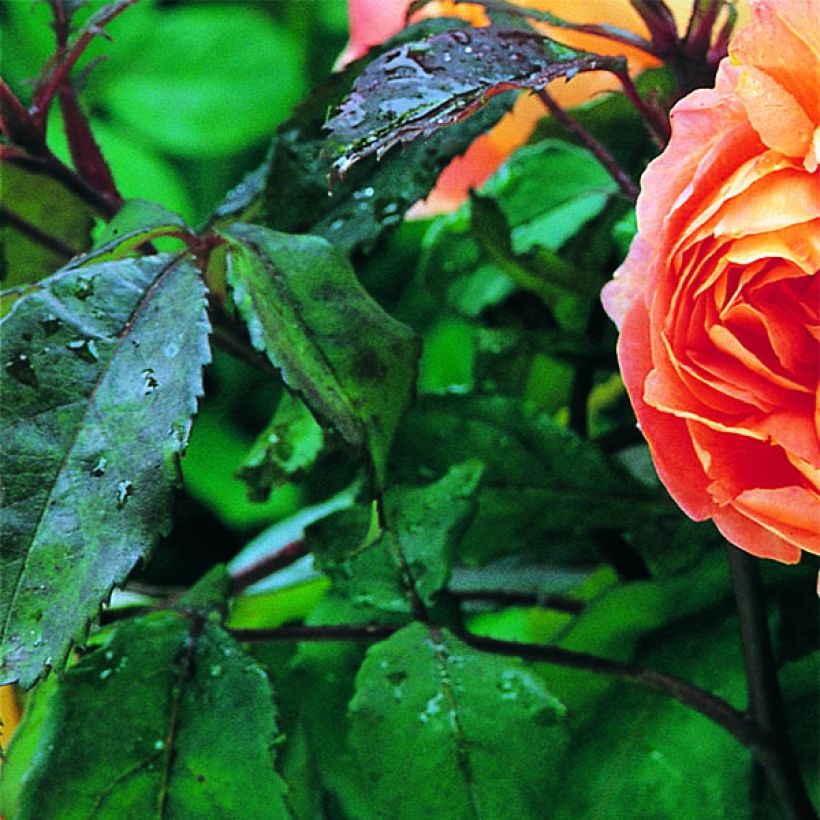 Rosa  Lady Emma Hamilton - English Shrub Rose (Foliage)