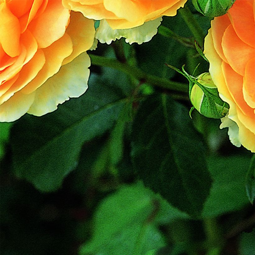 Rosa Molineux Ausmol (Foliage)
