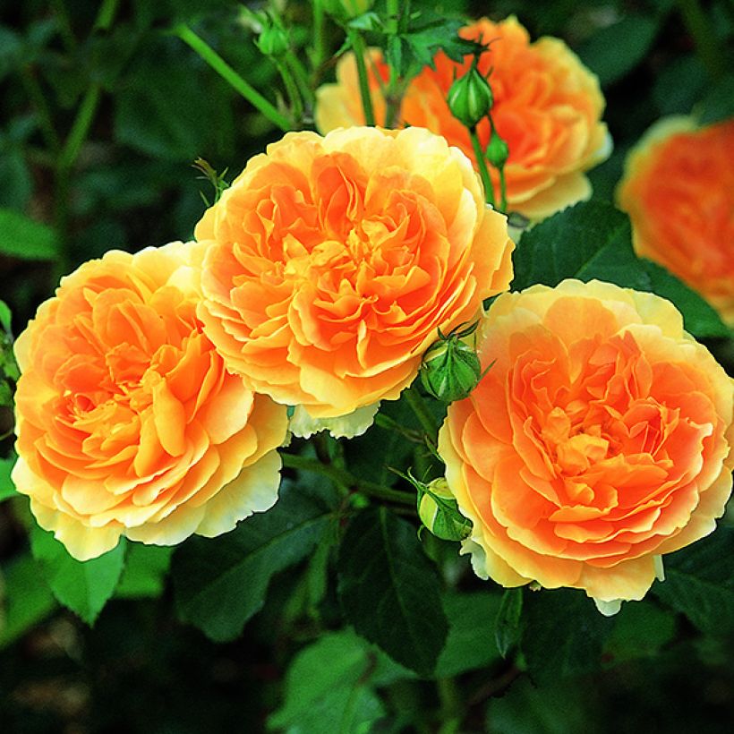 Rosa Molineux Ausmol (Flowering)