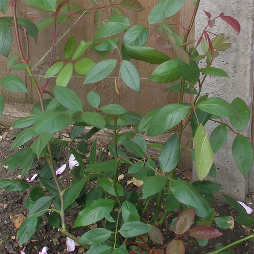 Rosa  Mortimer Sackler climbing 'Ausorts' (Foliage)