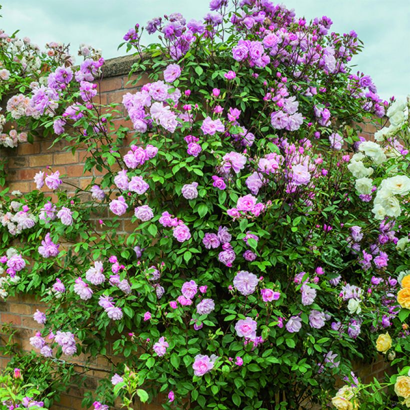 Rosa  Mortimer Sackler climbing 'Ausorts' (Plant habit)