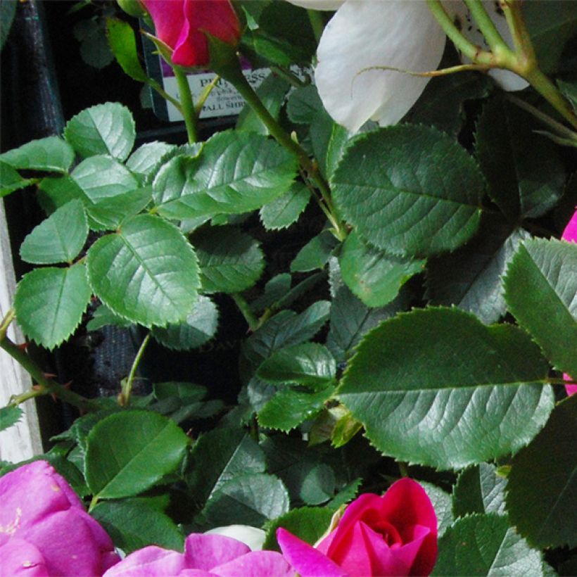 Rosa  Princess Anne - English Shrub Rose (Foliage)
