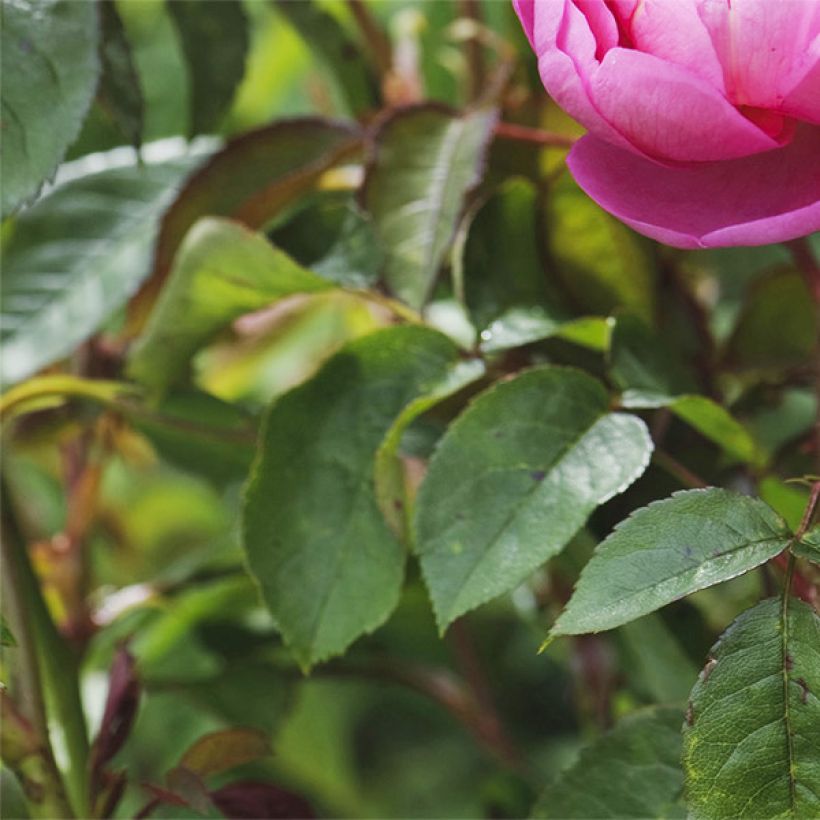 Rosa x alba 'Royal Jubilee' - English Rose (Foliage)
