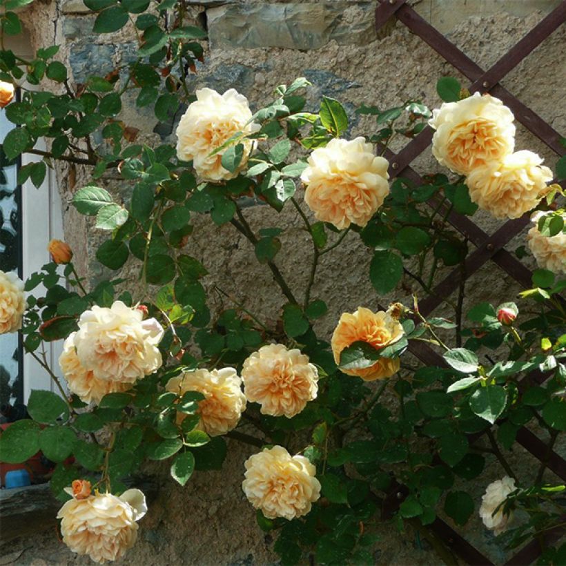 Rosa Teasing Georgia - English Climbing Rose (Plant habit)