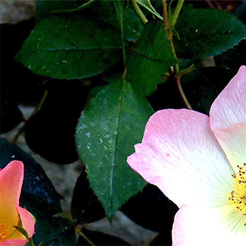 Rosa x alba The Alexandra rose - English Shrub Rose (Foliage)