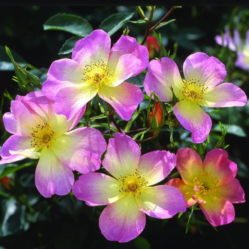 Rosa x alba The Alexandra rose - English Shrub Rose (Flowering)