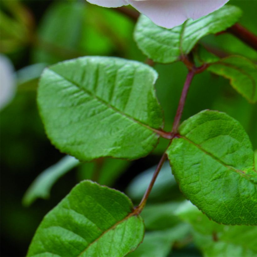 Rosa  The Lady of the Lake - English Rambling Rose (Foliage)