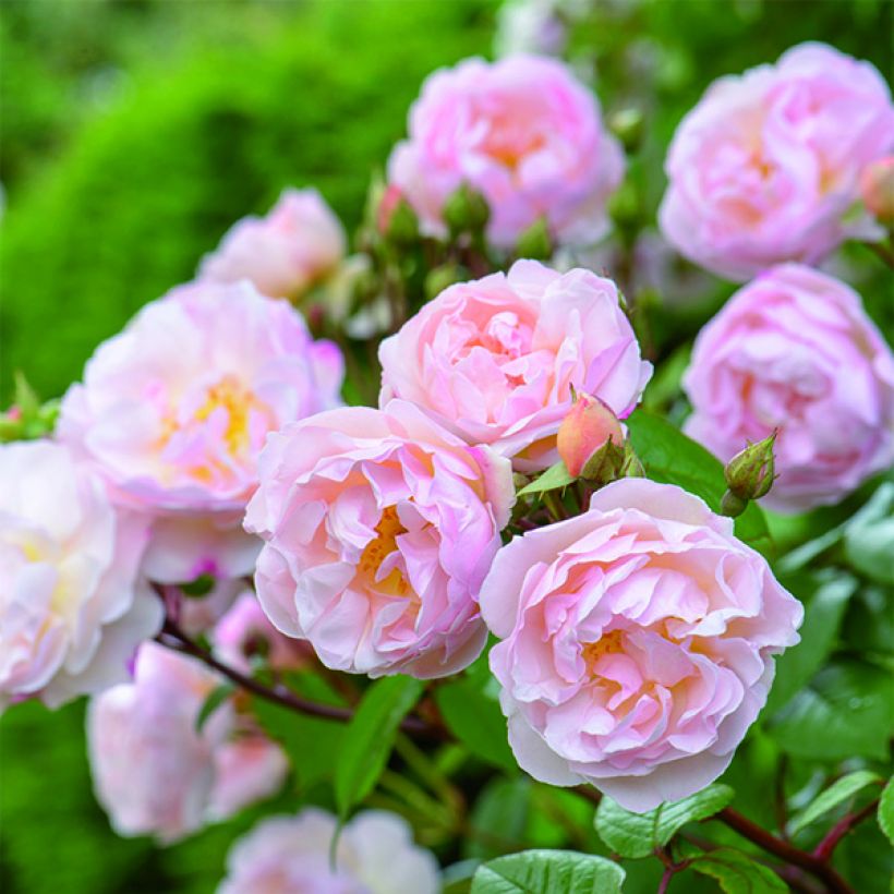 Rosa  The Lady of the Lake - English Rambling Rose (Flowering)