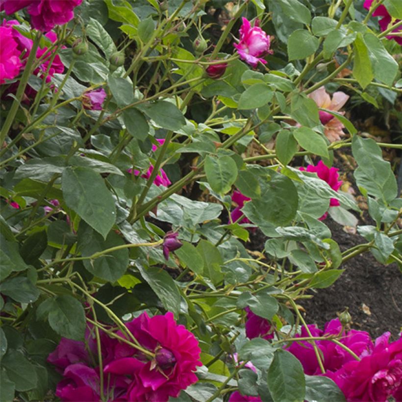 Rosa Thomas à Becket - English Shrub Rose (Foliage)